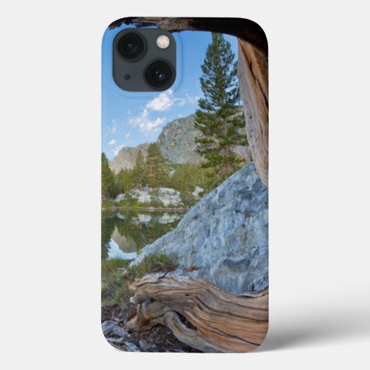 USA, Kalifornien, Inyo National Forest. Alte Kiefe Case-Mate iPhone Hülle (Rückseite)