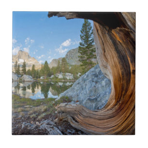 USA, Kalifornien, Inyo National Forest. Alte Kiefe Fliese