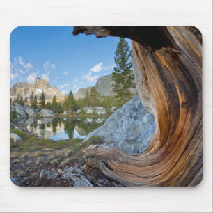 USA, Kalifornien, Inyo National Forest. Alte Kiefe Mousepad