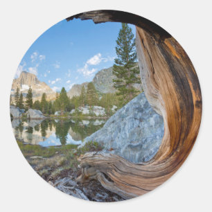 USA, Kalifornien, Inyo National Forest. Alte Kiefe Runder Aufkleber