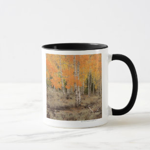 USA, Kalifornien, Inyo Nationalpark, rote Espen Tasse