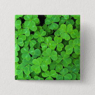 USA, Kalifornien, Jedediah Smith Rewood SP. Button