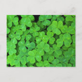 USA, Kalifornien, Jedediah Smith Rewood SP. Postkarte (Vorderseite)