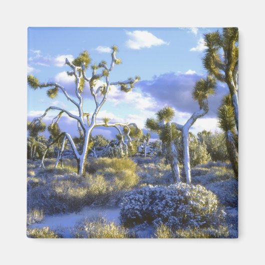 USA, Kalifornien, Joshua Tree National Park. 2 Magnet (Vorne)