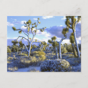 USA, Kalifornien, Joshua Tree National Park. 2 Postkarte