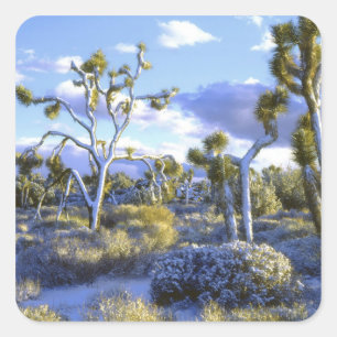 USA, Kalifornien, Joshua Tree National Park. 2 Quadratischer Aufkleber