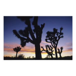 USA, Kalifornien, Joshua Tree National Park Fotodruck