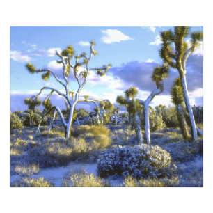 USA, Kalifornien, Joshua Tree National Park. Fotodruck