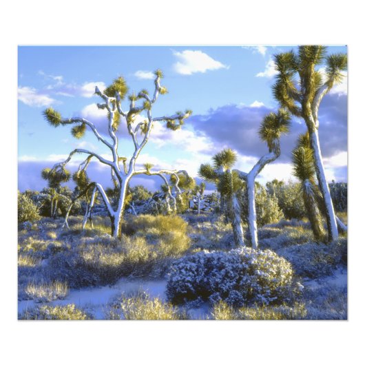 USA, Kalifornien, Joshua Tree National Park. Fotodruck (Vorne)