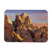 USA, Kalifornien, Joshua Tree National Park Magnet (Horizontal)