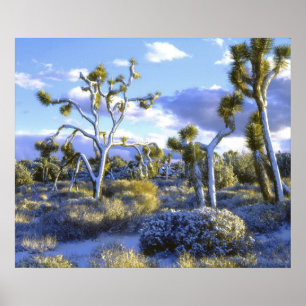 USA, Kalifornien, Joshua Tree Nationalpark. 2 Poster