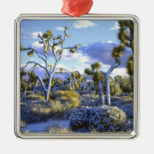 USA, Kalifornien, Joshua-Tree-Nationalpark. 2 Silbernes Ornament