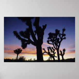 USA, Kalifornien, Joshua-Tree-Nationalpark, Poster