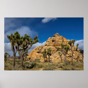 USA, Kalifornien, Joshua-Tree-Nationalpark Poster
