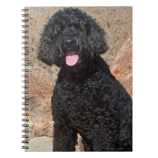 USA, Kalifornien. Labradoodle Sitting Notizblock (Vorderseite)