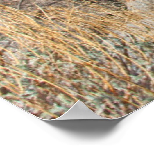 USA, Kalifornien. Labradoodle Sitting Poster (Ecke)