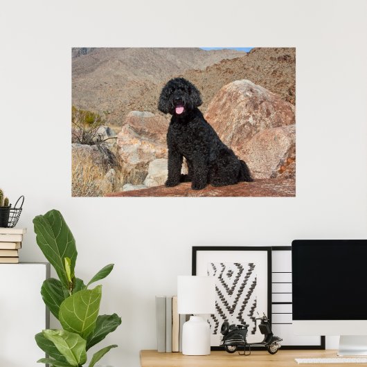 USA, Kalifornien. Labradoodle Sitting Poster (Heimbüro)