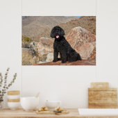 USA, Kalifornien. Labradoodle Sitting Poster (Küche)