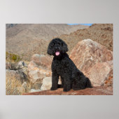USA, Kalifornien. Labradoodle Sitting Poster (Vorne)