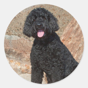USA, Kalifornien. Labradoodle Sitting Runder Aufkleber