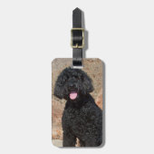 USA, Kalifornien. Labradoodle Sitzen Gepäckanhänger (Vorderseite vertikal)
