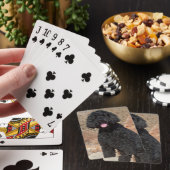 USA, Kalifornien. Labradoodle Sitzen Spielkarten (In Situ)