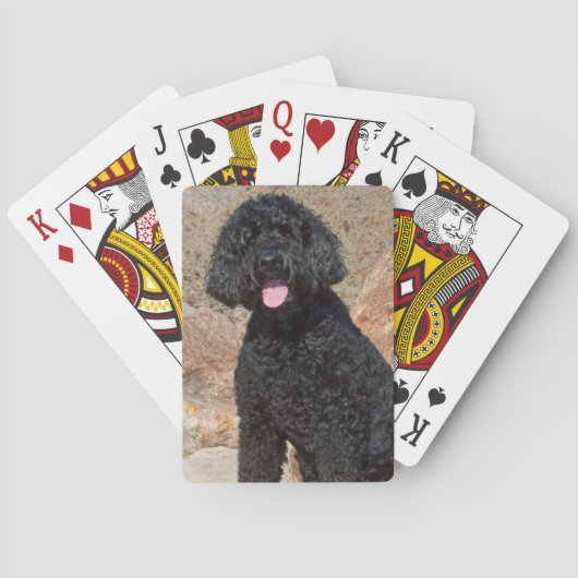 USA, Kalifornien. Labradoodle Sitzen Spielkarten (Rückseite)