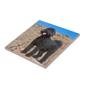 USA, Kalifornien. Labradoodle Stehend Fliese (Seite)