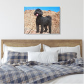 USA, Kalifornien. Labradoodle Stehend Leinwanddruck (Insitu (Schlafzimmer))