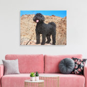 USA, Kalifornien. Labradoodle Stehend Leinwanddruck (Insitu (Wohnzimmer))