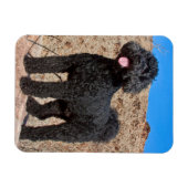 USA, Kalifornien. Labradoodle Stehend Magnet (Horizontal)