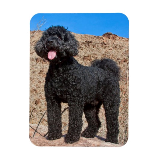USA, Kalifornien. Labradoodle Stehend Magnet (Vertikal)