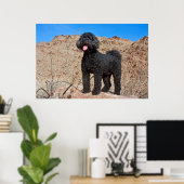 USA, Kalifornien. Labradoodle Stehend Poster (Heimbüro)