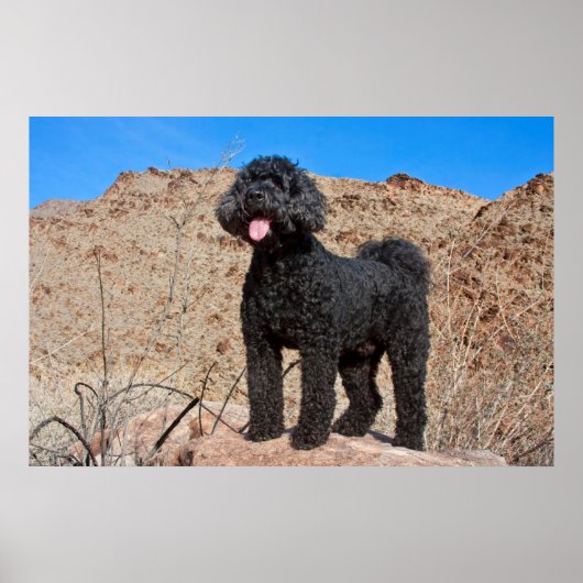 USA, Kalifornien. Labradoodle Stehend Poster (Vorne)