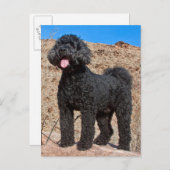 USA, Kalifornien. Labradoodle stehend Postkarte (Vorne/Hinten)