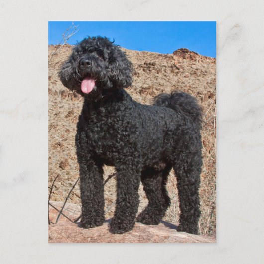 USA, Kalifornien. Labradoodle stehend Postkarte (Vorderseite)