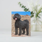 USA, Kalifornien. Labradoodle stehend Postkarte (Stehend Vorderseite)