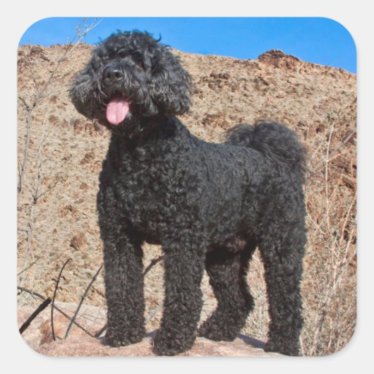 USA, Kalifornien. Labradoodle Stehend Quadratischer Aufkleber (Vorderseite)
