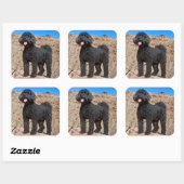 USA, Kalifornien. Labradoodle Stehend Quadratischer Aufkleber (Blatt)