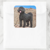USA, Kalifornien. Labradoodle Stehend Quadratischer Aufkleber (Tasche)