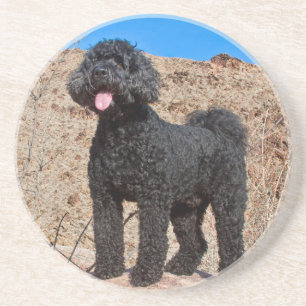 USA, Kalifornien. Labradoodle Stehend Sandstein Untersetzer