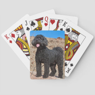 USA, Kalifornien. Labradoodle Stehend Spielkarten
