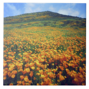 USA, Kalifornien, Lake Elsinore. Kalifornien Fliese