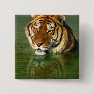USA, Kalifornien, Los Angeles County. Bengalen Button