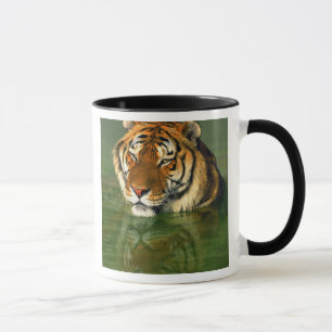 USA, Kalifornien, Los Angeles Landkreis. Bengalisc Tasse