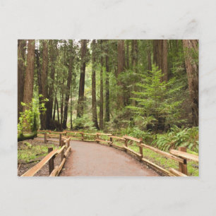 USA, Kalifornien, Marin County, Muir Woods Postkarte