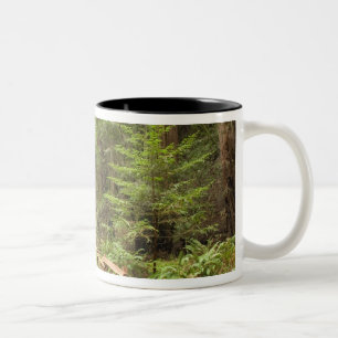 USA, Kalifornien, Marin County, Muir Woods Zweifarbige Tasse
