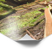 USA, Kalifornien, Marin Landkreis, Muir Woods Fotodruck (Ecke)