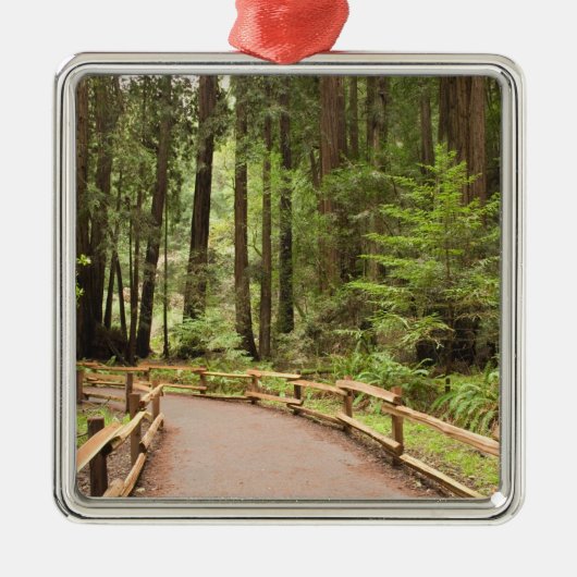 USA, Kalifornien, Marin Landkreis, Muir Woods Silbernes Ornament (Vorne)