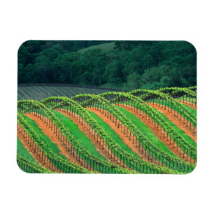 USA, Kalifornien, Mendocino County, ein spalierför Magnet
